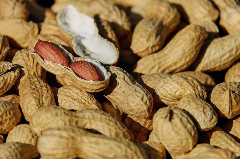Microneedle approach to address peanut allergy shows promise in mice 