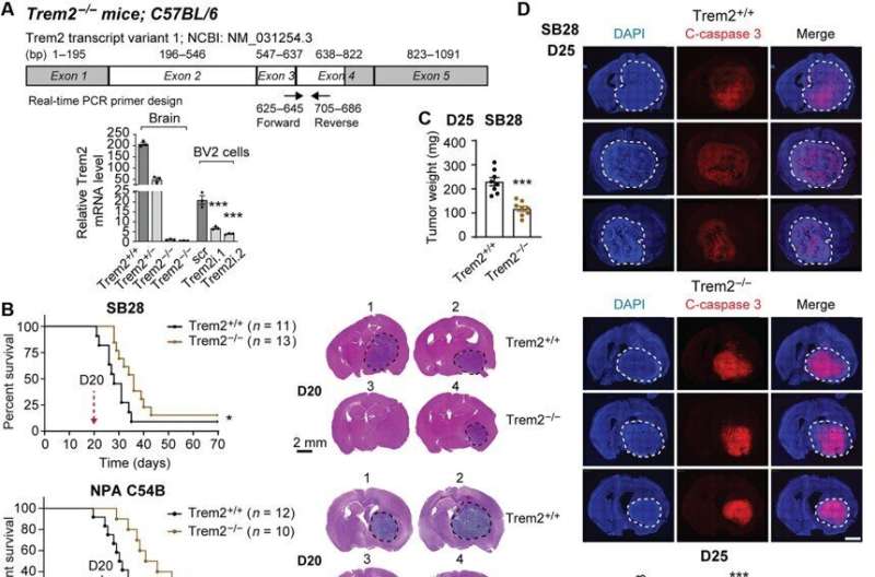 Antitumor cell activity in glioblastoma regulated by inhibiting 'triggering receptor expressed on myeloid cells 2'