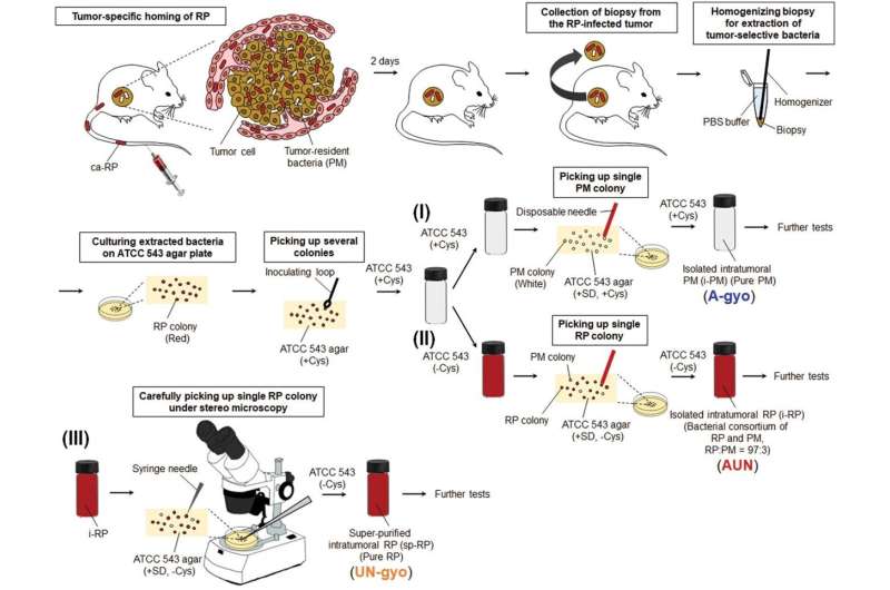 Researchers show that using a tumor's own bacteria is a promising anticancer therapy