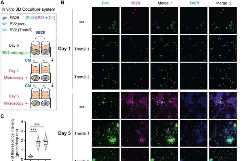 Antitumor cell activity in glioblastoma regulated by inhibiting 'triggering receptor expressed on myeloid cells 2'