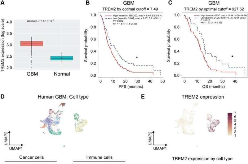 Antitumor cell activity in glioblastoma regulated by inhibiting triggering receptor expressed on myeloid cells 2 
