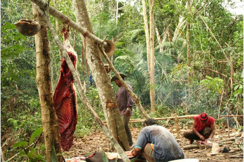 Eating bushmeat could reduce childhood anaemia in Amazon forest communities