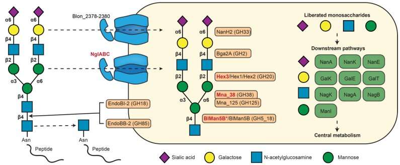 Gut bacterium supports growth in infants with severe acute malnutrition 