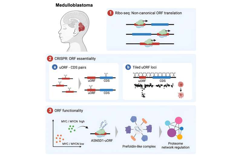 Studying cells to improve medulloblastoma treatment