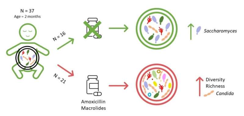 A single course of antibiotics affects the gut microbiota of infants