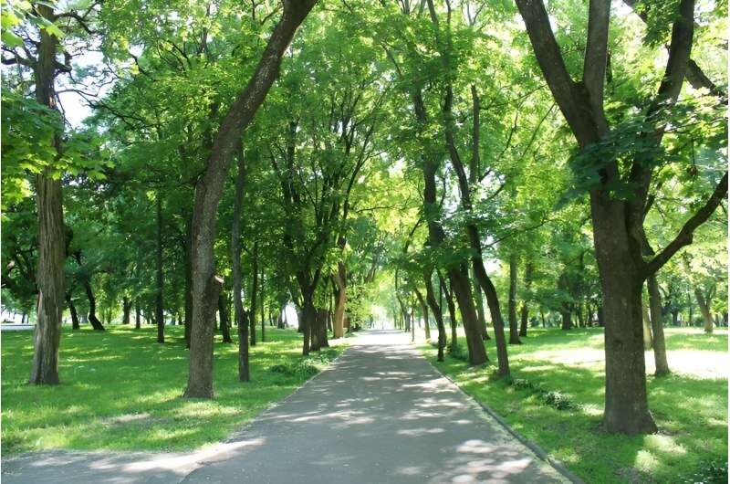 Exposure to green space boosts young children's bone mineral density 