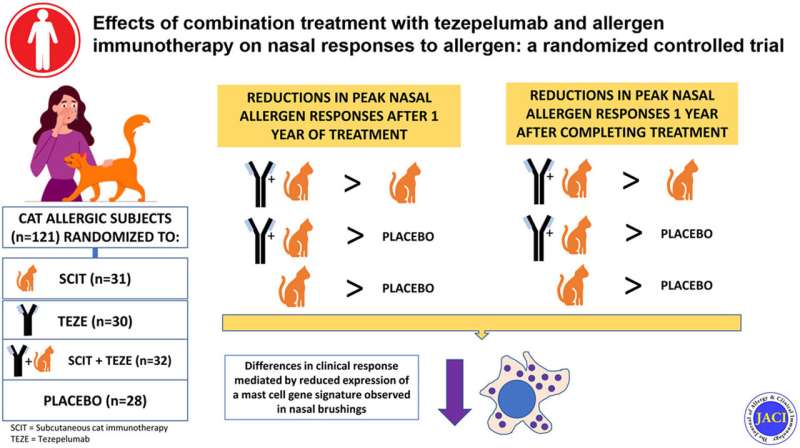 Monoclonal antibody improves cat allergen immunotherapy