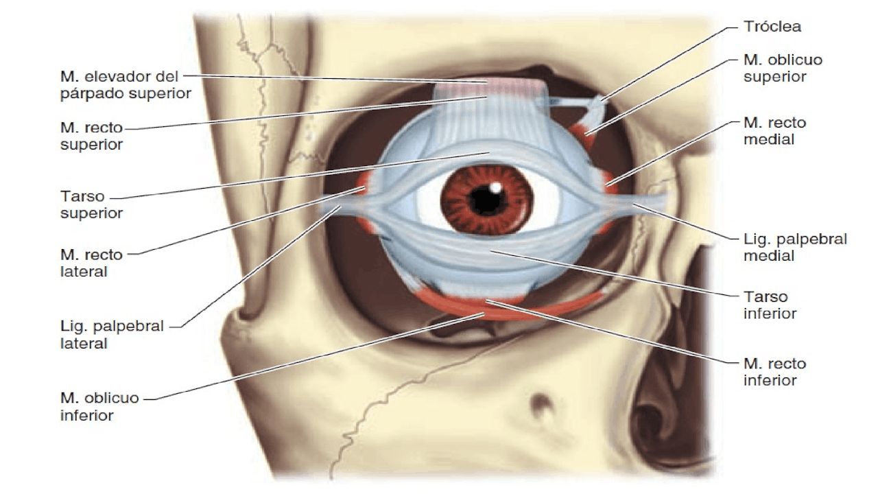 Por qué a veces nos titila o parpadea un ojo?