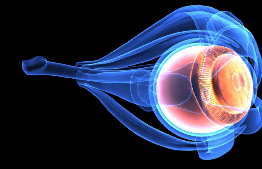 Las 18 partes del ojo humano (y sus funciones)