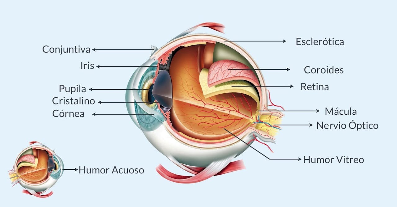 Las 18 partes del ojo humano (y sus funciones)