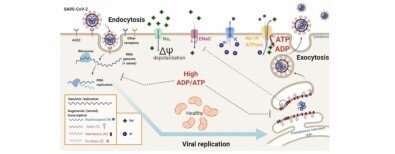 Study reveals how saline solution can inhibit replication of SARS-CoV-2