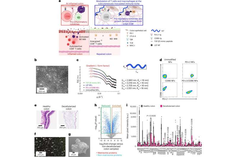 Bioengineered approach shows promise in ulcerative colitis