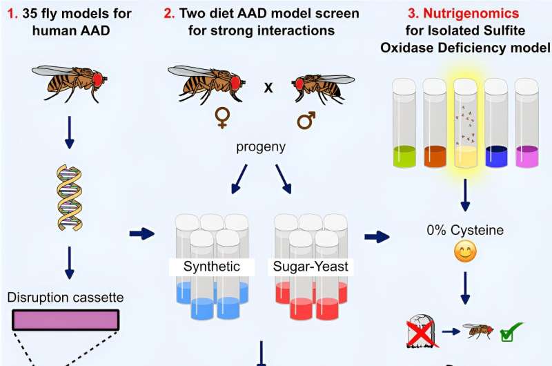 Identifying potential dietary treatments for combating infant genetic disorders