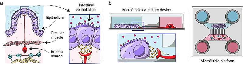 Novel microfluidic device models gut neuro-epithelial connections