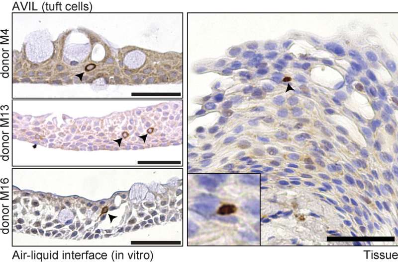 Producing tears in a dish: researchers develop first model of human conjunctiva