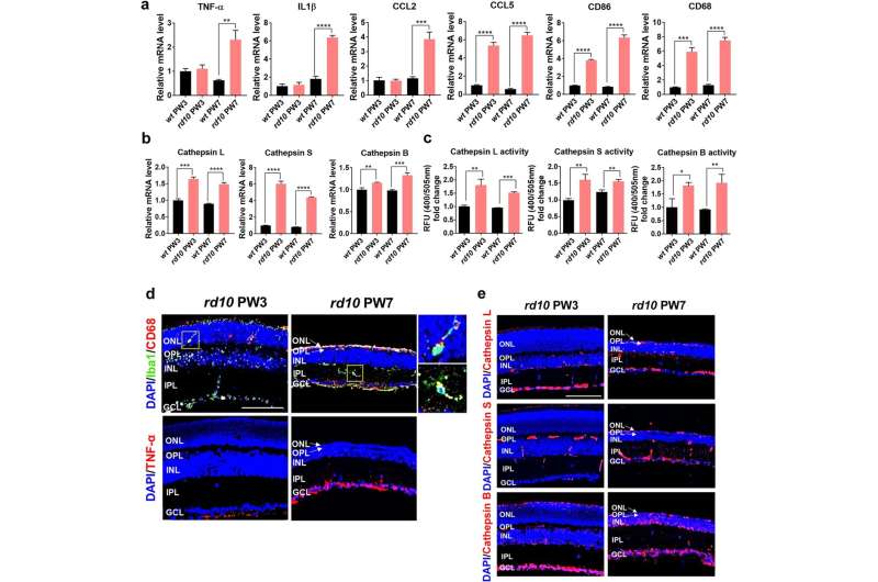 New treatment developed to dramatically slow down the progression of blindness-causing retinal diseases