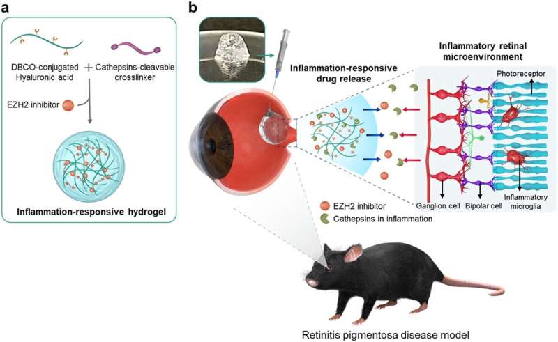 New treatment developed to dramatically slow down the progression of blindness-causing retinal diseases