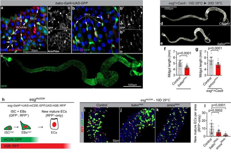 Small intestine found to adapt its size according to nutrient intake