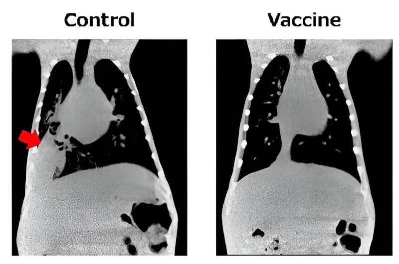 Macaque trials offer hope in pneumonia vaccine development 