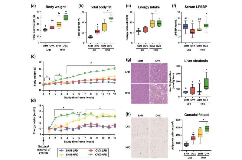 Mice study suggests metabolic diseases may be driven by gut microbiome, loss of ovarian hormones