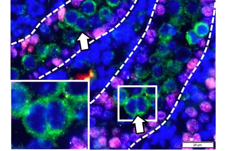 'Goldilocks hormone' crucial for male fertility