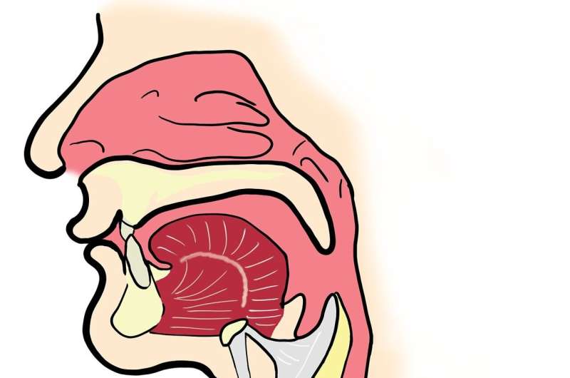 sinuses