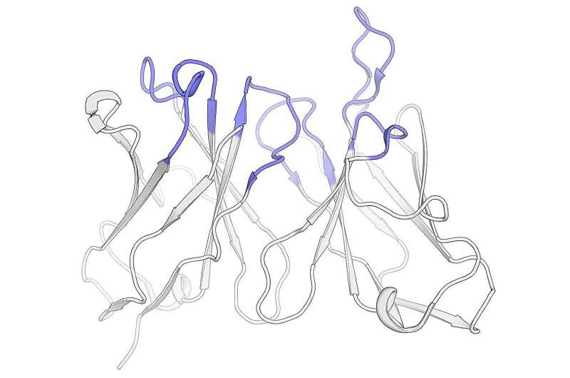 New algorithm may greatly speed up the design of 'humanized' antibodies that work