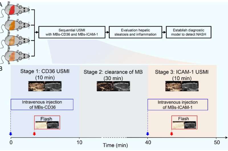 Advancing noninvasive diagnosis of NASH: Potential of sequential ultrasound molecular imaging in NAFLD/MAFLD