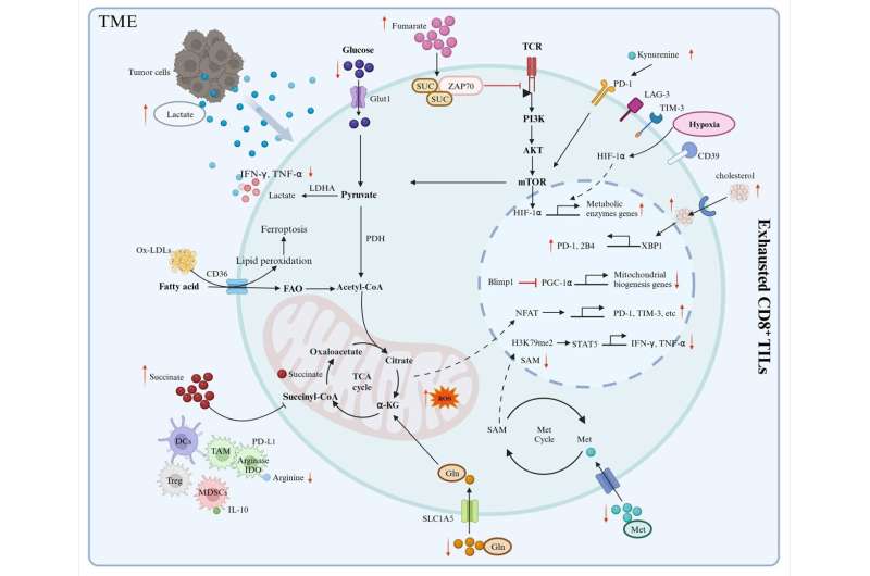 Chinese Medical Journal review discusses metabolic reprogramming of T cells