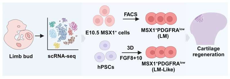 New type of stem cells contains potential for knee cartilage regeneration in arthritic mice