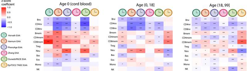 Time change for biological aging clocks: How immune cells shape our body's true age