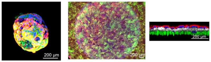 Researchers develop model to assess biology of human placental barrier