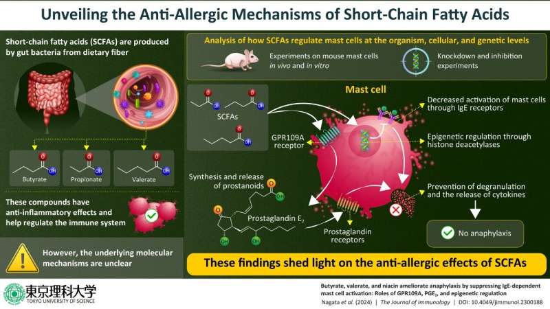 Gut bacteria can process dietary fiber into an anti-allergy weapon, finds new study