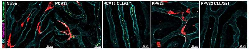 How does vaccination thwart pneumococcal infection? Animal model uncovered 'capture and kill' scenario