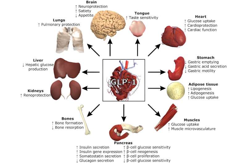 Your body has a built-in system that works like weight loss meds: Food and your gut microbiome