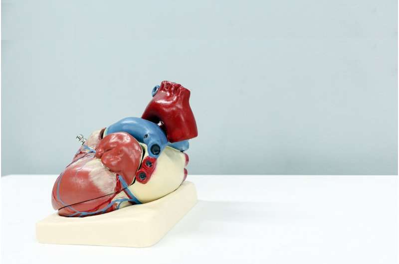 heart model