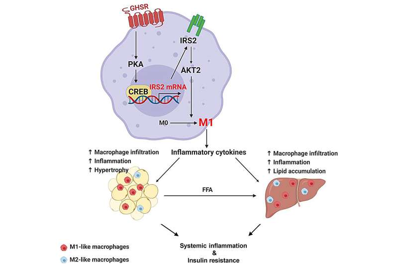 Study provides insights into role of 'hunger hormone' receptor in obesity-related chronic inflammation