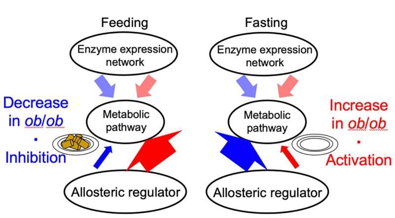 Obesity disrupts normal liver function in mice