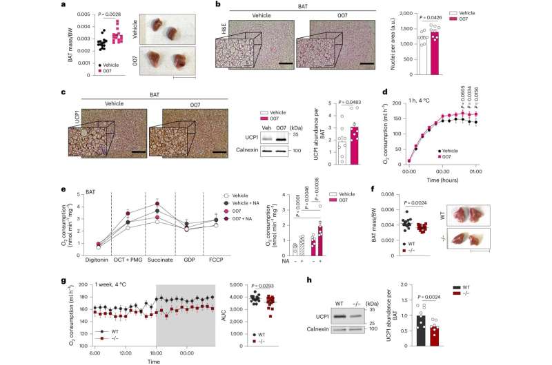 Researchers identify protein that increases the formation of good brown fat