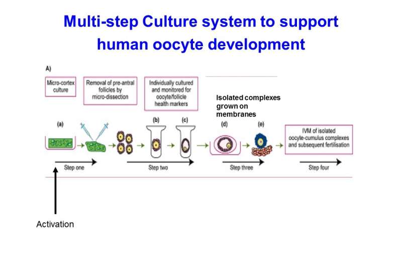 Lab-grown eggs could pave way towards new fertility treatments