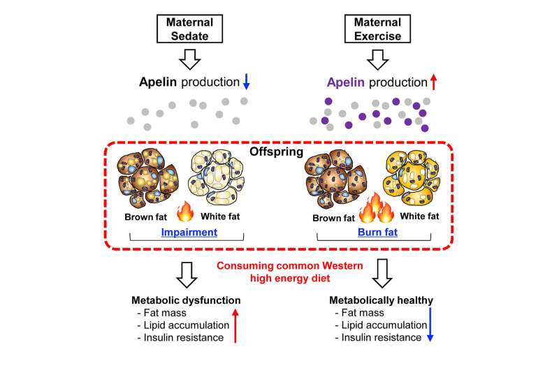 Exercise during pregnancy reduces obesity among offspring 