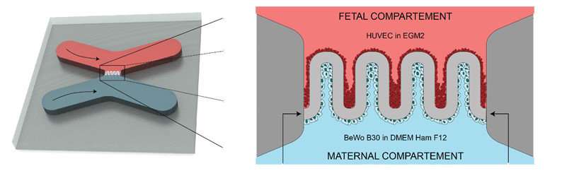 Artificial placenta created in the laboratory