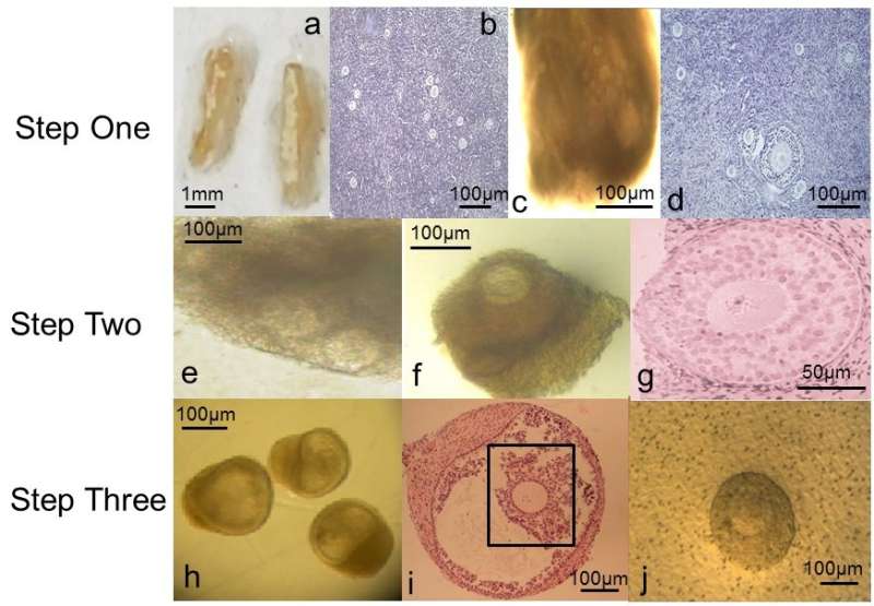 Lab-grown eggs could pave way towards new fertility treatments