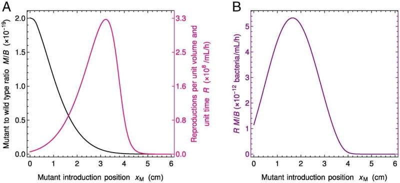 Neutral mutants can prevail in gut microbiota, enhancing diversity 