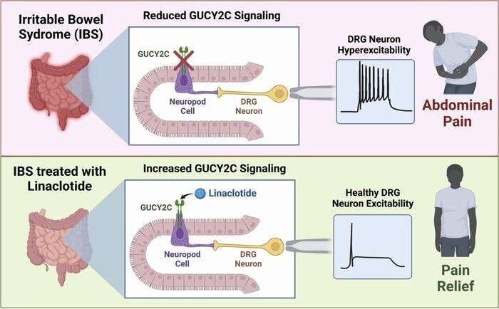 New drug target to treat pain from visceral organs 