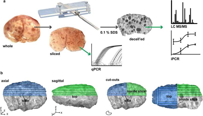 Step toward 'ink' development for 3-D printing a bioprosthetic ovary 