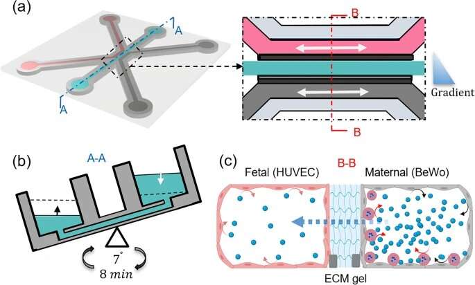 'Placenta-on-a-chip' mimics malaria-infected nutrient exchange between mother and fetus