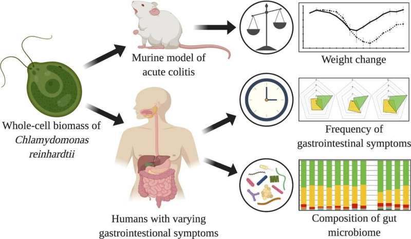 Algae shown to improve gastrointestinal health 