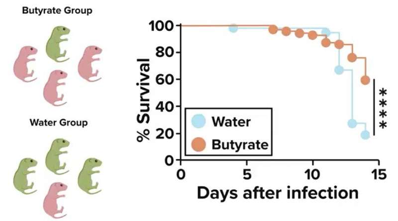 Boosting the maternal microbiome sharply reduces biliary atresia risk, finds early-stage study 