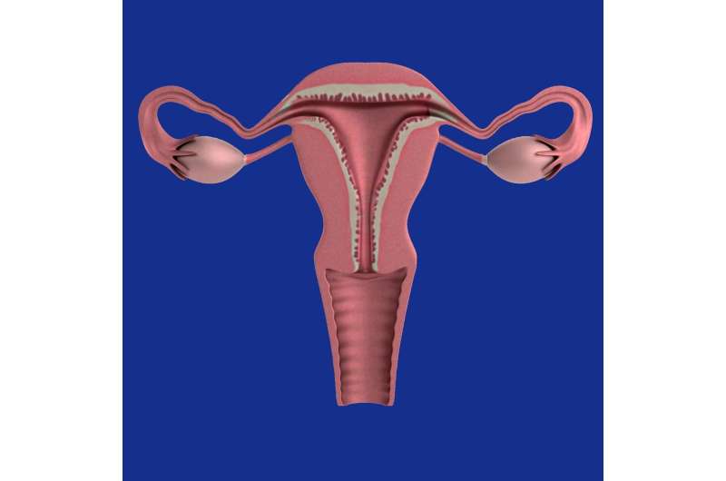 uterus